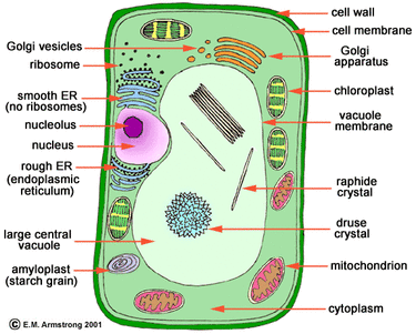 Plant Cell  Definition, Diagram & Parts - Video & Lesson